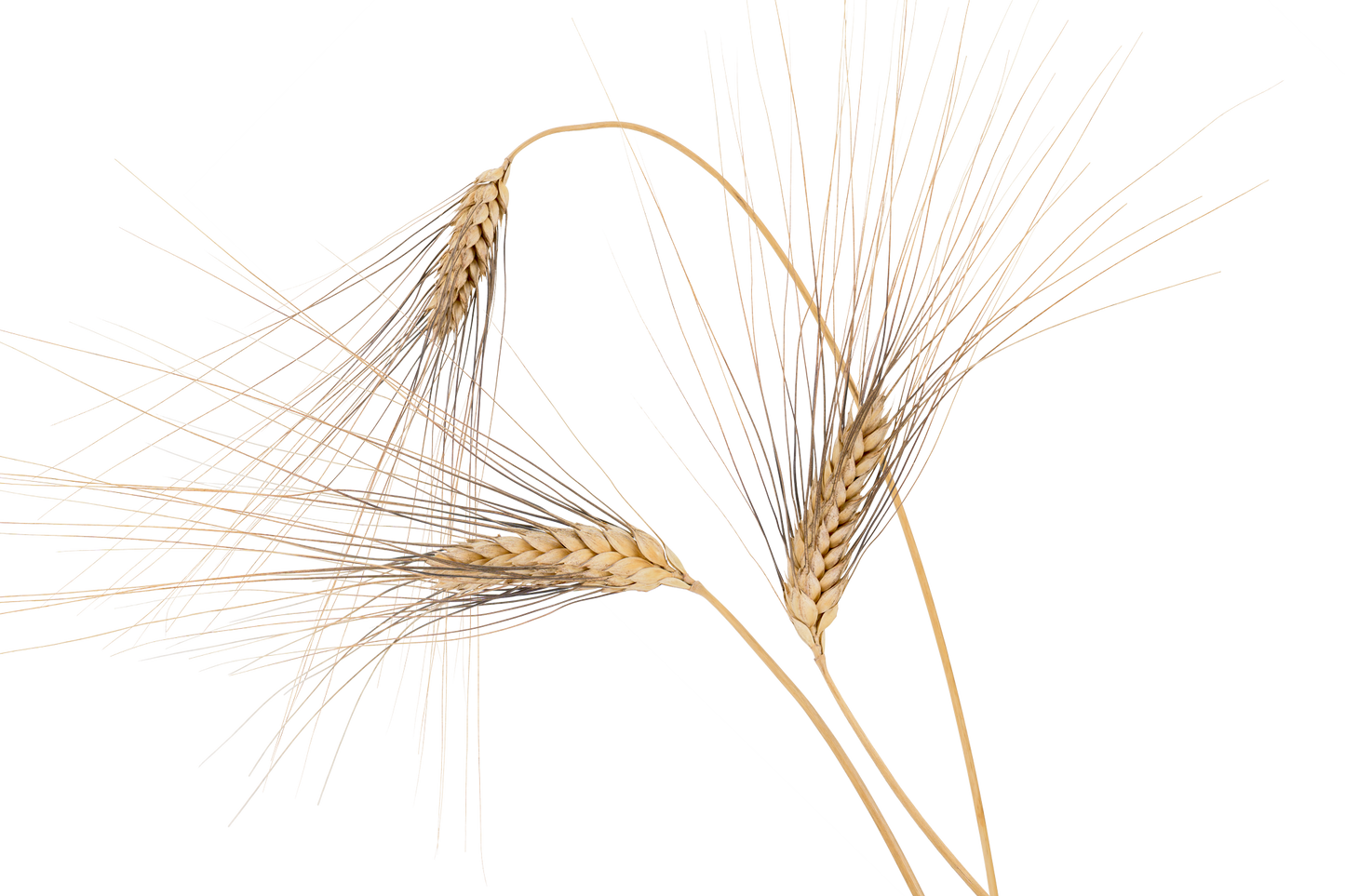 Semola di grano duro Senatore Varietà Cappelli