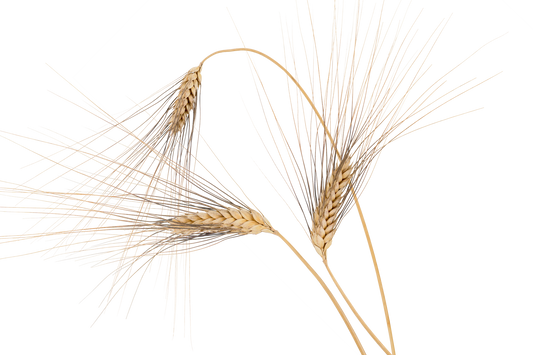 Semola di grano duro Senatore Varietà Cappelli